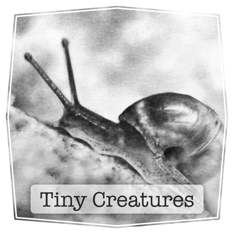 Thumbnail image of realistic graphite drawing of a snail.